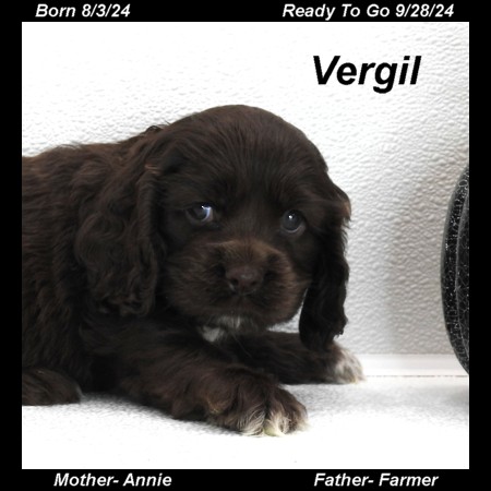 puppy, for, sale, Cocker Spaniel, Joe & Cherri  Overlease, dog, breeder, Miller, MO, dog-breeder, puppy-for-sale, forsale, nearby, find, puppyfind, locator, puppylocator, aca